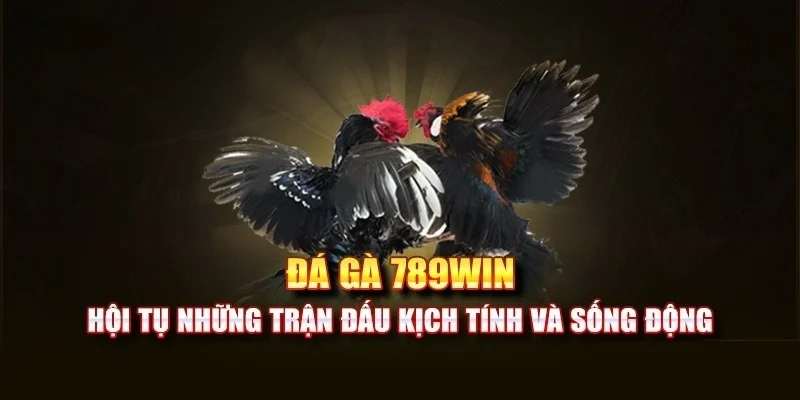 da-ga-789win-ket-noi-nhieu-truong-dau